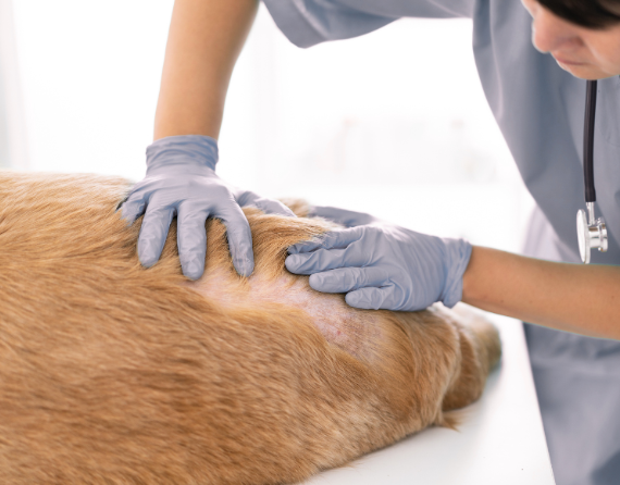 dermatologo clinica veterinaria sant cugat del valles
