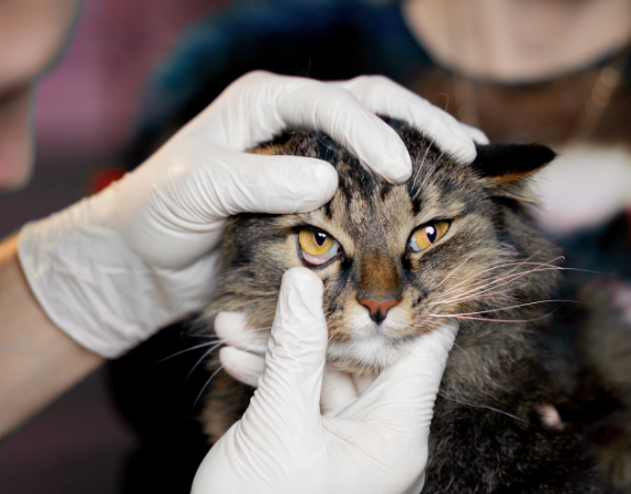 Oftalmología clinica veterinaria triavet