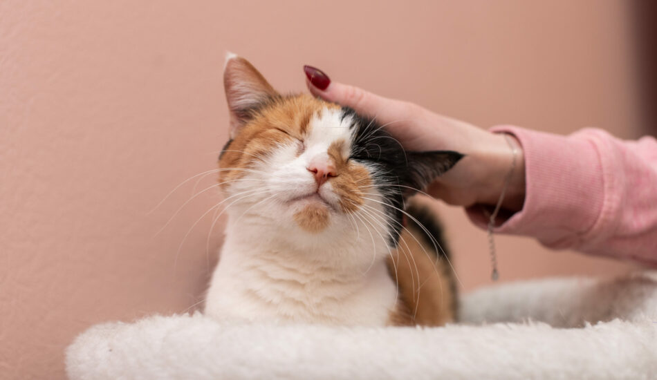 A cute tricolor cat lies with closed eyes on a lounger, stroking the cat's head