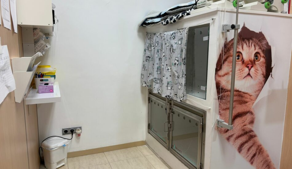 clinica veterinaria sant cugat del valles hospitalizacion gatos