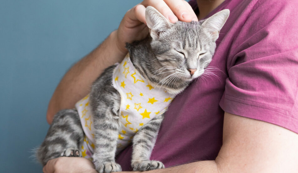 clinica amable con los gatos sant cugat del valles